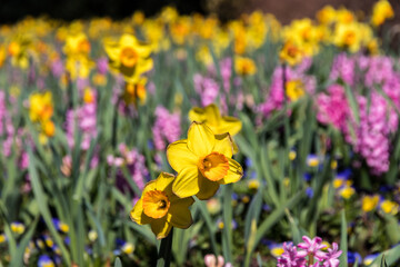 Wall Mural - daffodils in spring