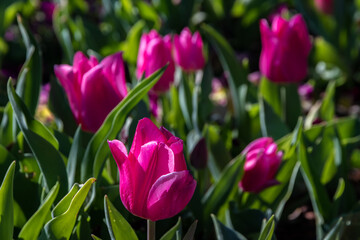 Wall Mural - tulips are so colorful and vibrant