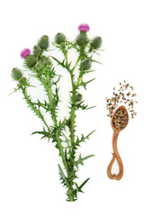 Milk thistle herb plant and seeds used in herbal plant medicine to treat liver and gall bladder disorders, is a dietary supplement for hepatitis, liver cirrhosis, jaundice, indigestion and diabetes.  