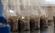 Bags For Growing Mushrooms With Grains Of Rye.