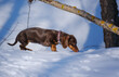 cute coffee-colored dachshund puppy on a walk in a snowy park
