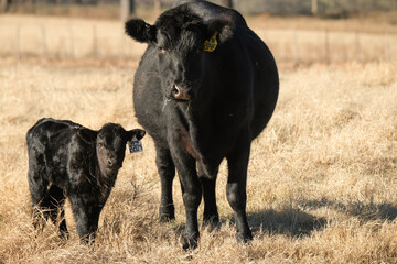 texas ranch field with black angus cattle shows cow and calf during winter season close up.