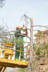 Sticker - Lumberjack on a crane with a hydraulic platform reaching the branches of the trees that he has to cut down with a mechanical saw.