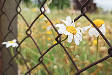Flowers Passing Through A Rusty Fence. Concept Of Border, Refugee, Immigrant