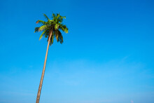 One Tropical Coconut Palm Tree Over Clear Blue Sky Background With Copy-space