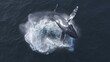 Humpback whale jumps out of the water, aerial view