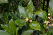 Laurus nobilis or bay tree flowering branch.