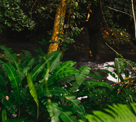 rainforest jungle with river in Bali