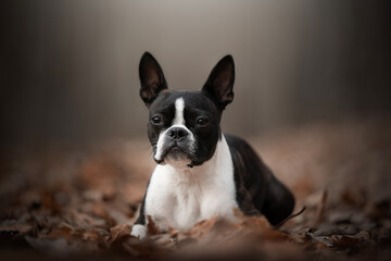 Wall Mural - Cute Boston Terrier dog in autumn time