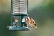 Close-up Of European Goldfinch Feeding On A Feeder