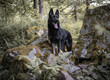 © TheDoberNut - black german shepherd dog standing on rocks