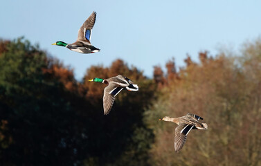 A selective focus shot of three mallard ducks in flight against a defocused woodland background. 