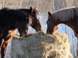 Drei Pferde fressen zusammen an einem Heuballen