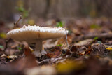 Fototapeta Lawenda - White champignon in autumn forest among dry leaves. Seasonal mushrooms hunting, fall nature, healthy organic food concept.