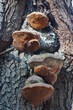 Huba – owocnik grzybów nadrzewnych, pasożytów, które są znane w całej Europie, Ameryce Północnej i Azji.