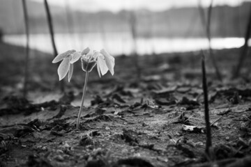 Green Plant Sprout in the Desert Soil