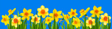 Natural Banner With Narcissus