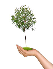 Wall Mural - tree in hand of woman