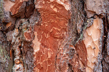 Cut Bark Of A Pine Tree