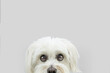 © Sandra - Close-up hide maltese dog looking with whale eyes. Isolated on grey background