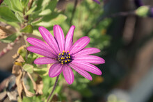 Purple Daisy  In The Garden On A Sunny Day