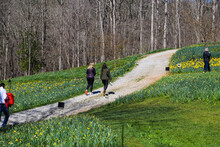 Two Women Walking Up A Hill On A Dirt Footpath In The Garden Surrounded By Yellow Daffodils With Lush Green Leaves And Green Grass With Bare Winter Trees And Other People In The Garden