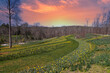 a gorgeous hillside covered with yellow daffodil flowers with lush green leaves and lush green grass with powerful clouds at sunset at Gibbs Gardens in Ball Ground Georgia USA