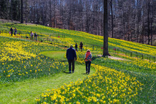 People Walking Along A Hillside Covered With Yellow Daffodils With Lush Green Leaves Surrounded By Lush Green Grass And Bare Winter Trees  At Gibbs Gardens In Ball Ground Georgia USA 