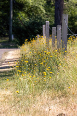 Poster - tall yellow wild dendelion flowers growing along a fence