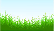Green Reeds Grass Background