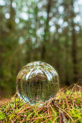 Wall Mural - Glass ball on a moss in a forest. Trees reflection. Selective focus. Nobody. Abstract nature background