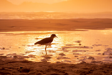 Wall Mural - Silhouette of Bird and warm sunrise at Campeche beach in Florianopolis