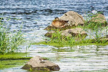 Wall Mural - Wloclawek, Poland - August 11, 2021. Wild duck standing on one leg on the stone