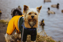 A cute, funny wet Yorkshire Terrier dog in a warm yellow water-repellent jumpsuit walks in nature near a lake with wild ducks. Pet in warm clothes outdoors in autumn, spring day. Canine pet on a walk.