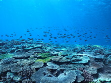 春の沖縄のサンゴ礁たち