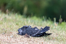 Dead Crow Lying On Dry Summer Lawn