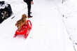 The dog is sitting on a sled, the owner is carrying her