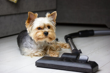 Сute funny Yorkshire Terrier dog lying on white parquet floor near vacuum cleaner handle hose. House cleaning, housekeeping, home economics, domestic science, housecraft concept. Little puppy, doggy.