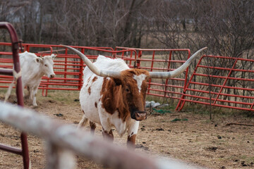 Wall Mural - Longhorn cattle in a pen