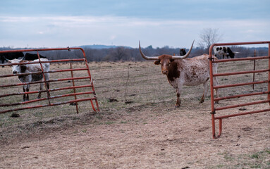 Brown and white longhorn in a pen