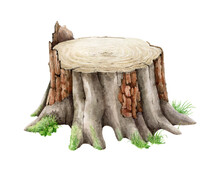 Tree Stump With Grass. Watercolor Realistic Illustration. Tree Cut Trunk With Green Moss And Grass. Realistic Wood Stump With Bark, Green Lichen, Plants. White Background