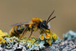 Closeup on a hairy male Tawny mining bee, Andrena fulva sitting on a lichen covered piece of wood