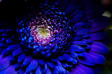 Blue Flower Fractal