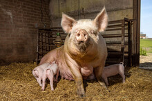 Sow Pig And Her Cute Pink Piglets Drinking In The Straw In A Barn From Mother Pig's Teats, Suckling Milk