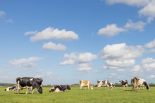Herd cows grazing in the pasture, peaceful and sunny in Dutch landscape of flat land with a blue sky with clouds