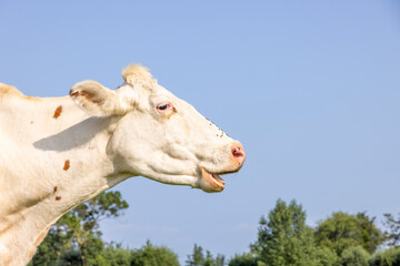 Poster - White cow head eating, looking cute, flies and tears, mouth open, head shot side view and blue background