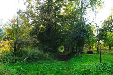 Wall Mural - sunrays in the spring in a green forest