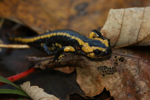 Fire Salamander Juvenile With A Red Spot 