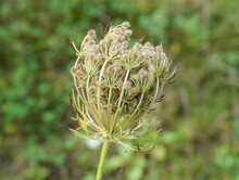Wild Carrot With Seeds. Also Known As Bird's Nest, Bishop's Lace, And Queen Anne's Lace
