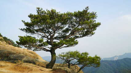 Wall Mural - Strong and free-spirited trees, pine trees, and Korean pine trees, along with rocks, are living an excellent landscape.